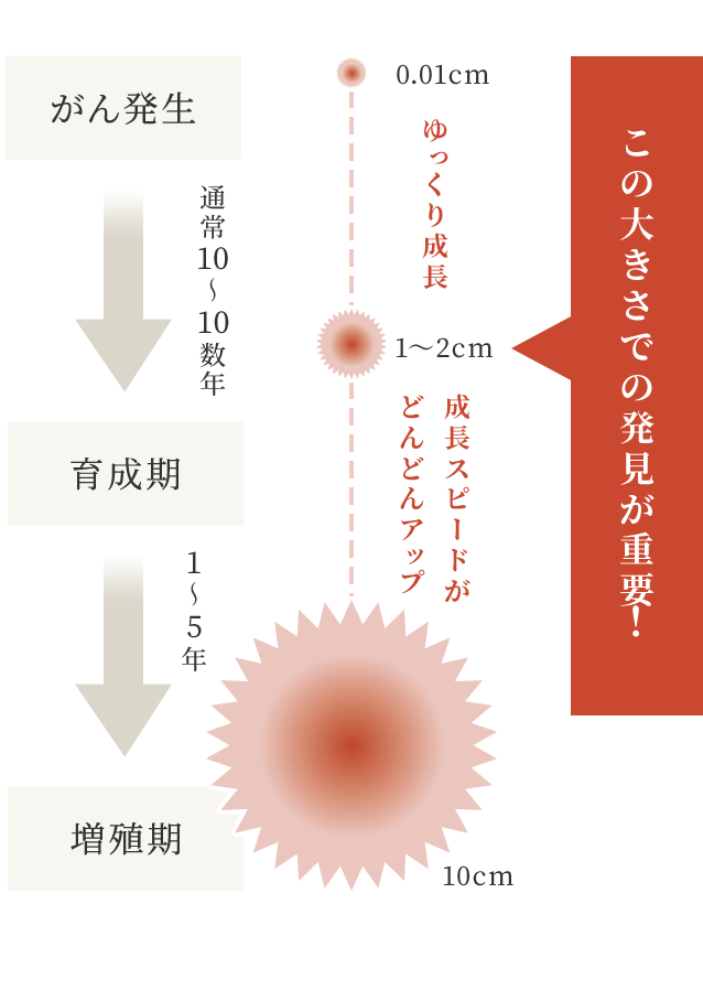 がんの成長スピード　1〜2cmでの発見が重要！